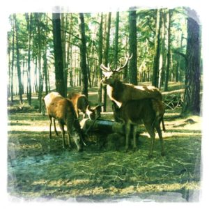 Elche im Wildpark Schorfheide