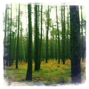 Wald bei Neuhof in Brandenburg