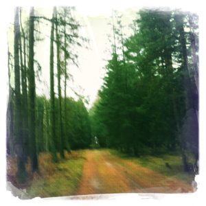 Wald bei Neuhof in Brandenburg 2